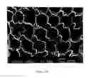 Fig. 09 - CATHODOLUMINESCENT SCREEN WITH A COLUMNAR STRUCTURE, AND THE METHOD FOR ITS PREPARATION
