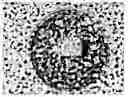 Fig. 01 - Transparent, super-hydrophobic, disordered composite material