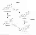 Fig. 02 - Method for measuring aromatase activity