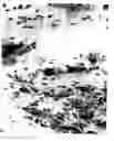 Fig. 03 - Automated microscopic sperm identification