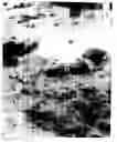 Fig. 07 - Automated microscopic sperm identification