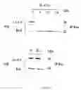 Fig. 02 - METHODS OF SCREENING APOPTOSIS MODULATING COMPOUNDS, COMPOUNDS IDENTIFIED BY SAID METHODS AND USE OF SAID COMPOUNDS AS THERAPEUTIC AGENTS