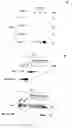 Fig. 11 - METHODS OF SCREENING APOPTOSIS MODULATING COMPOUNDS, COMPOUNDS IDENTIFIED BY SAID METHODS AND USE OF SAID COMPOUNDS AS THERAPEUTIC AGENTS