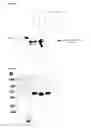 Fig. 04 - Agents for and method of quantifying binding