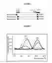 Fig. 02 - Method for long range allele-specific PCR