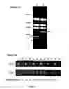 Fig. 04 - Methods for detecting and localizing DNA mutations by microarray