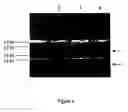 Fig. 05 - Methods for detecting and localizing DNA mutations by microarray