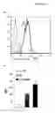 Fig. 18 - Immunostimulatory compositions and methods