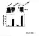 Fig. 28 - Immunostimulatory compositions and methods