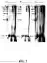 Fig. 10 - Sequence determination by direct detection