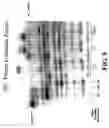 Fig. 12 - Sequence determination by direct detection