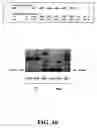 Fig. 13 - Sequence determination by direct detection