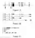 Fig. 02 - Card domain containing polypeptides, encoding nucleic acids, and methods of use