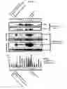 Fig. 02 - Method of diagnosing diseases relating to endometriosis