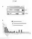 Fig. 03 - Method of diagnosing diseases relating to endometriosis