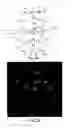 Fig. 03 - Compartmentalised combinatorial chemistry by microfluidic control