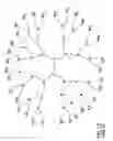 Fig. 05 - Dendritic chemiluminescent substrates