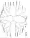 Fig. 28 - Dendritic chemiluminescent substrates