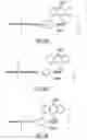 Fig. 31 - Dendritic chemiluminescent substrates
