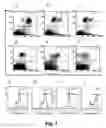 Fig. 02 - Visualization and quantitation of cellular cytotoxicity using cell-permeable fluorogenic protease substrates and caspase activity indicator markers