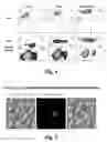 Fig. 07 - Visualization and quantitation of cellular cytotoxicity using cell-permeable fluorogenic protease substrates and caspase activity indicator markers