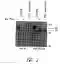Fig. 04 - Method for detecting a host receptor for pathogenic bacteria