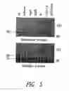 Fig. 06 - Method for detecting a host receptor for pathogenic bacteria