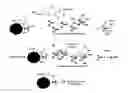 Fig. 01 - Blocker reagent for reduction of heterophile interferences