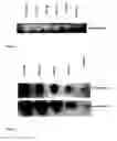 Fig. 02 - METHODS AND COMPOSITIONS FOR DETECTING ACTIVE COMPONENTS USING BIOLUMINESCENT BACTERIA AND THIN-LAYER CHROMATOGRAPHY