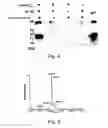 Fig. 04 - Glycoprotein synthesis