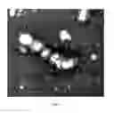 Fig. 09 - Functional influenza virus like particles (VLPs)