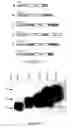 Fig. 02 - Long-acting veterinary polypeptides and methods of producing and administering same
