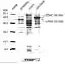 Fig. 03 - Gene encoding cyclododecanone monooxygenase