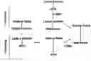 Fig. 01 - Method for the linkage of bifunctional chelating agents and (radioactive) transition metal complexes to proteins and peptides