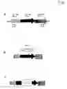 Fig. 09 - Metabolically engineered bacterial strains having enhanced 2-keto-D-gluconate accumulation