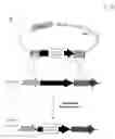 Fig. 10 - Metabolically engineered bacterial strains having enhanced 2-keto-D-gluconate accumulation