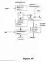 Fig. 07 - Corn fractionation method