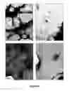 Fig. 09 - Method of inducing fenestrae