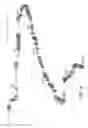Fig. 05 - Novel Polypeptide Hormone Phosphatonin