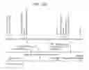 Fig. 17 - Novel Polypeptide Hormone Phosphatonin