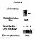 Fig. 05 - Use of chk1 inhibitors to control cell proliferation