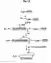 Fig. 02 - peptides for bacterial interference