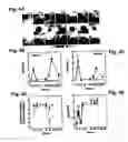 Fig. 08 - peptides for bacterial interference