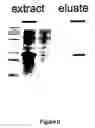 Fig. 07 - Novel antimicrobial peptides with heparin binding activity