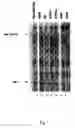 Fig. 02 - Double-stranded RNA (dsRNA) and method of use for inhibiting expression of a fusion gene
