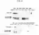 Fig. 05 - Histone deacetylase inhibitor and process for producing the same