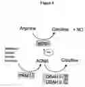 Fig. 05 - Screen for pre-eclampsia