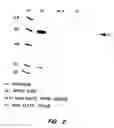 Fig. 04 - Nucleic acids encoding a G-protein coupled receptor involved in sensory transduction