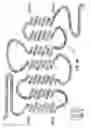 Fig. 07 - Nucleic acids encoding a G-protein coupled receptor involved in sensory transduction