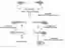 Fig. 01 - siRNA targeting connexin 43